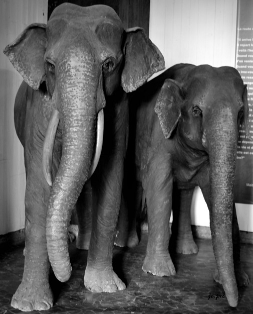 Éléphants dans la grande pagode 